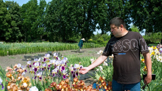 Про наукову цінність найбільшої в Україні колекції ірисів розповідає кандидат біологічних наук Юрій Буйдін