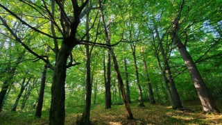 З ініціативи Інституту екології Карпат НАН України неподалік Львова створюють новий заказник З ініціативи Інституту екології Карпат НАН України неподалік Львова створюють новий заказник