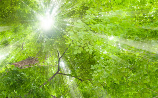 Запрошуємо долучитися до організації заходів з нагоди VIII Міжнародного дня рослин в Україні Запрошуємо долучитися до організації заходів з нагоди VIII Міжнародного дня рослин в Україні