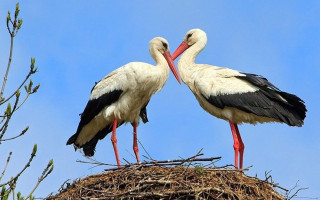 Конференція молодих дослідників-зоологів-2025: коротко про підсумки