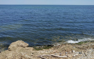 Як в Україні вивчають китоподібних під час війни: сумні реалії, великі надії і дуже багато роботи