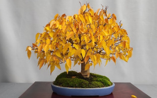 Осіння магія мініатюрних дерев: у київському академічному ботсаду відбувся сезонний показ бонсаї