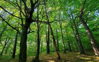 З ініціативи Інституту екології Карпат НАН України неподалік Львова створюють новий заказник З ініціативи Інституту екології Карпат НАН України неподалік Львова створюють новий заказник